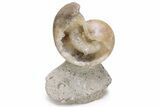 Fossil Nautilus (Aturia) - Crystal Filled #232740-1